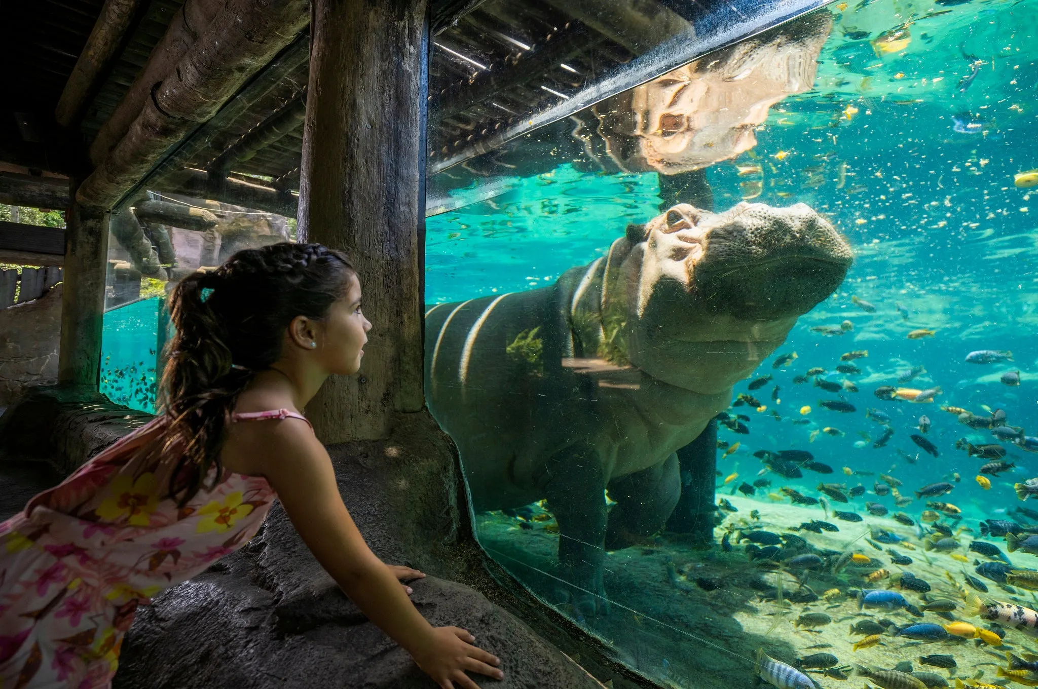 Busch Gardens Tampa