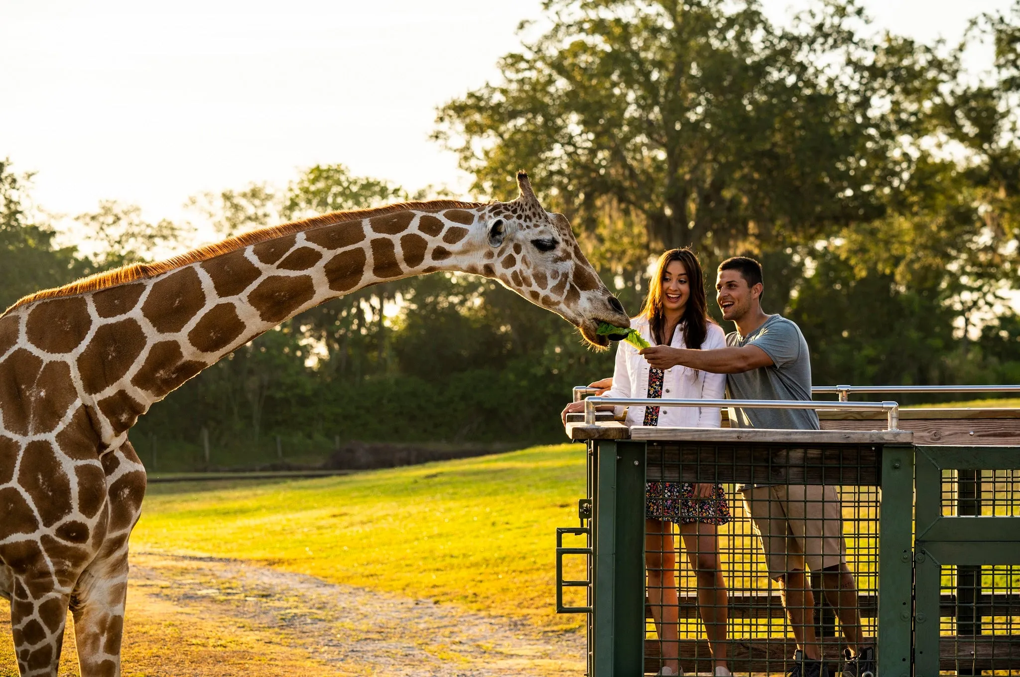 Busch Gardens Tampa