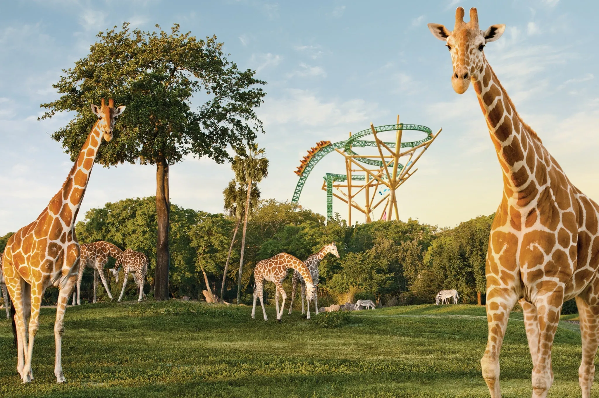 Busch Gardens Tampa